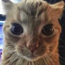 stare Discord Emoji | 𝗖𝘂𝗱𝗱𝗹𝘆 𝗖𝗿𝗶𝘁𝘁𝗲𝗿𝘀