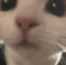 catclose