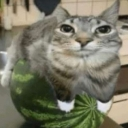 WatermelonCat Discord Emoji | The 1woners