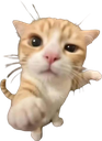 youuu_kitten_floppaa Discord emoji