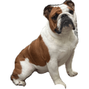 doge_floppaa Discord emoji