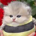beecat