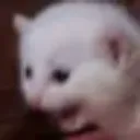 scweam