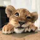 sher