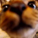 cat8