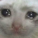 cats_funny Discord Emoji - Talking buddies