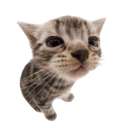 cato custom emote - 𝗖𝘂𝗱𝗱𝗹𝘆 𝗖𝗿𝗶𝘁𝘁𝗲𝗿𝘀