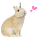 bunny