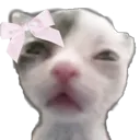 1catbow