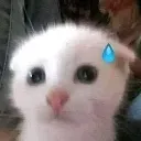 Cat_Scared