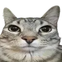 Cat1SERIOUSLY