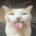 Catbleh