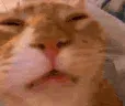 zCatNahh