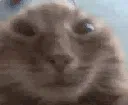 zCatGuhh