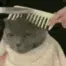 zCathaircut