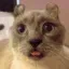 zCatSilly