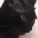 zCatMelm