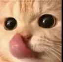 Cat_yip