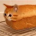 CatsBREAD