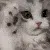 zCatCute