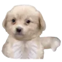 puppyuDownVote
