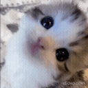 genericdefaultkitten1 Discord Emoji from SuperJo