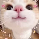 cattii