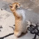 cat_salute