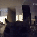 flashbang_cat