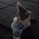 gatosip