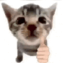 Cat animated Discord emote - 𝖪𝖠𝖫𝗈𝗀𝗓𝗓