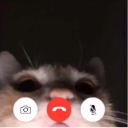 FaceTime_Kitty custom emote - The 1woners