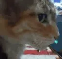 zCatWha