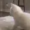 zCat_twerk