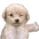 puppyupvote