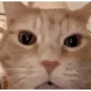 zCat