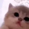 zCatJam