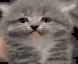 zCatMad