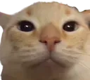 CateStare