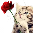 CatROSE