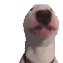 zDogwalterJAM