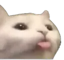 sillycatface