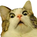 catscared