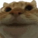 cat_yep