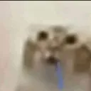 droolingkat
