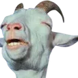 7962happygoat