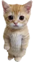 kittyy Discord Emoji | .gg/revenants  ᶻ 𝘇 𐰁