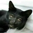 choco