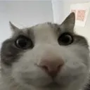 catlook