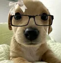 doginhi